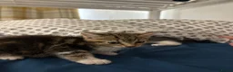 Bengal cats for sale: 3 Beautiful Blue Bengal Kittens in Manchester - Advert 3