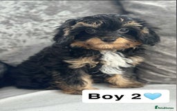 Cavapoo dogs for sale: Stunning DNA CAVAPOO puppies - Image 1