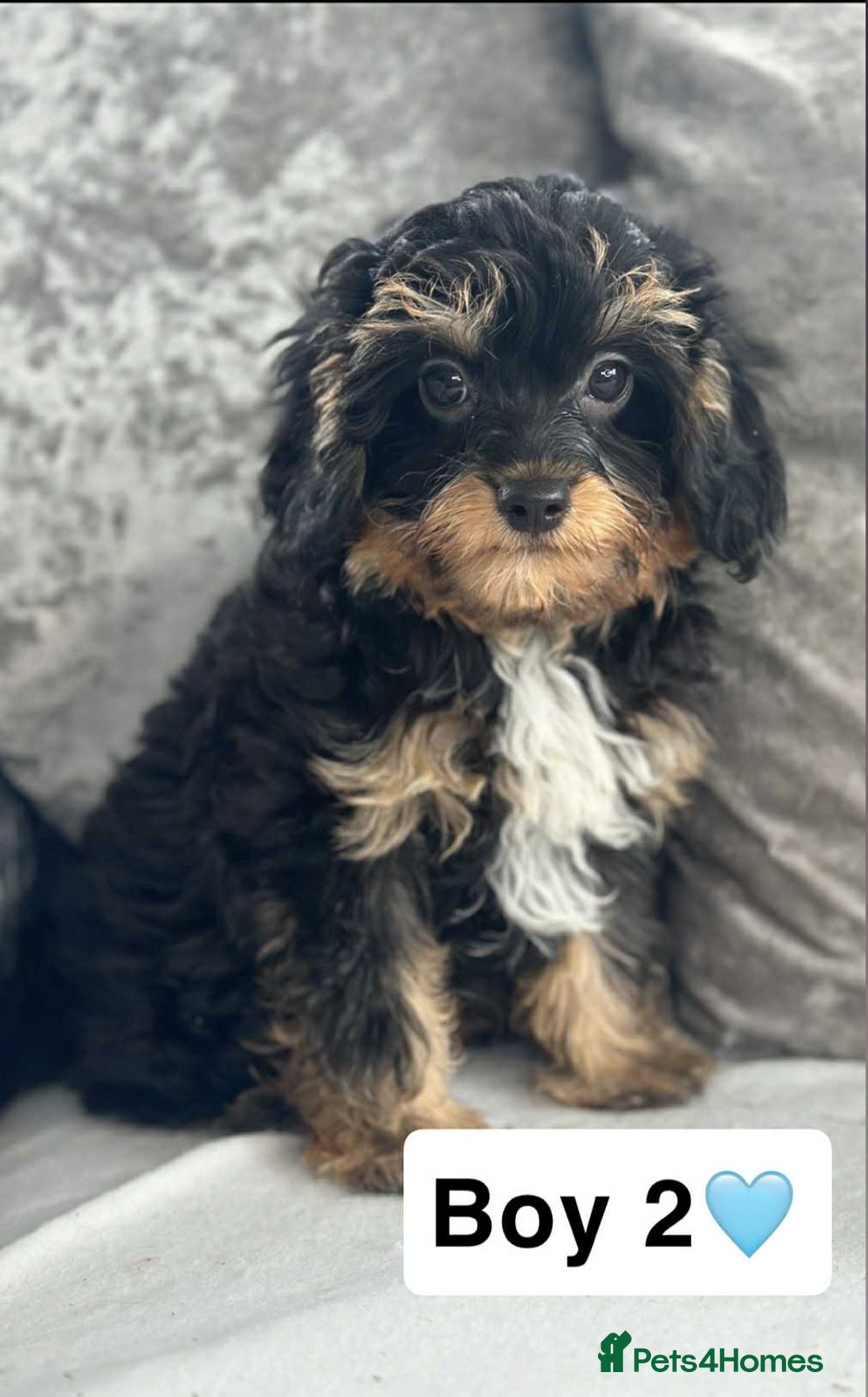 Cavapoo dogs for sale: Stunning DNA CAVAPOO puppies - Image 1