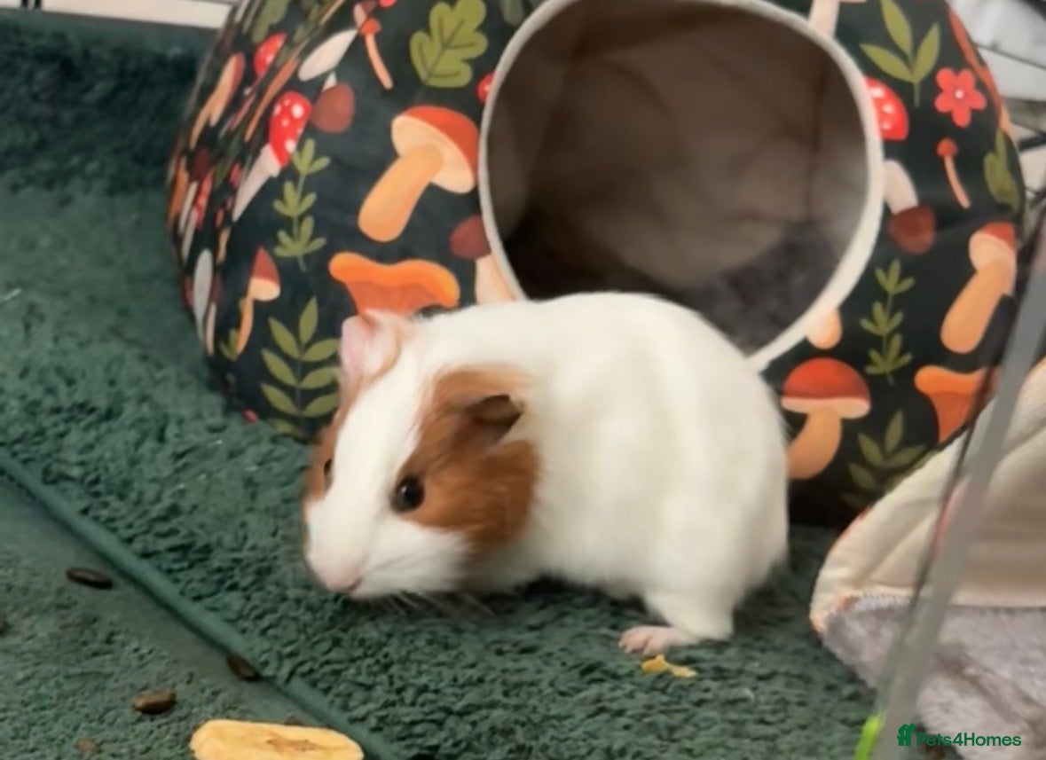 Guinea Pig rodents 1 male guinea pig - Advert 7