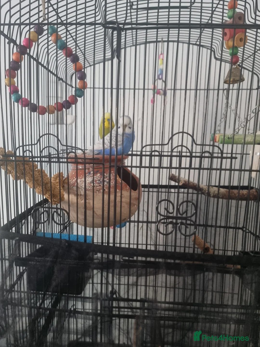 Budgerigars birds for sale: 2 budgies for sale with cage and accessories  in London - Advert 2