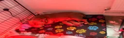 American Bulldog dogs for sale: Female Pocket Bully Puppy - Advert 3