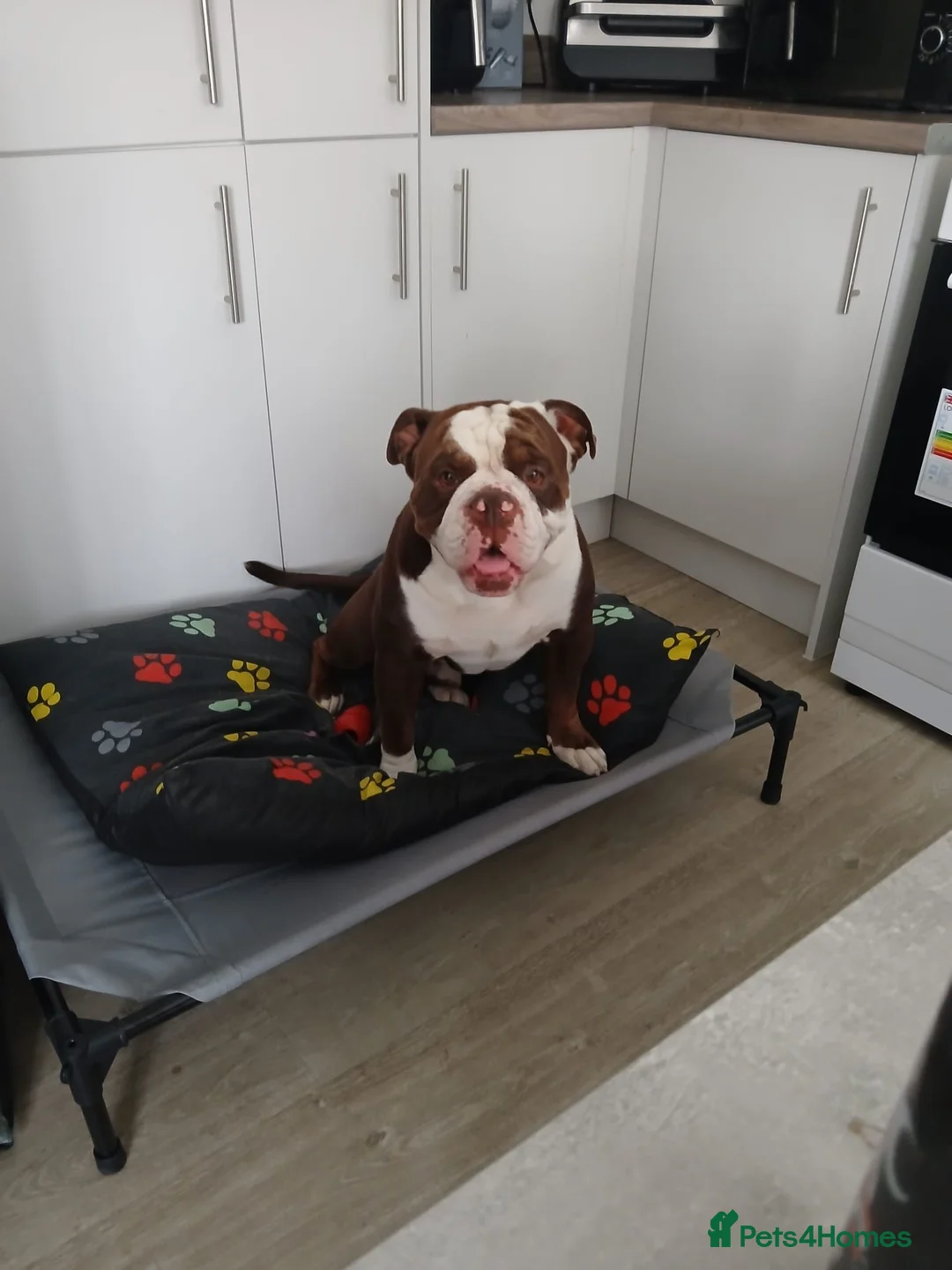 Dorset Olde Tyme Bulldogge dogs for stud: Old tyme english bulldog in Houghton le Spring - Advert 2