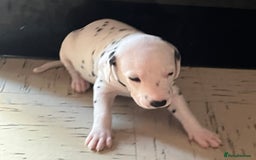 Dalmatian dogs for sale: Dalmatian puppies - Image 4