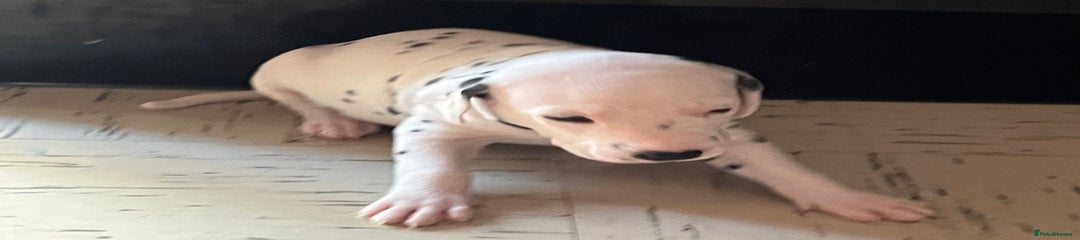 Dalmatian Puppy 1