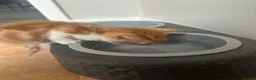 Domestic Shorthair cats for sale: 4 beautiful kittens looking for their home.  - Advert 3