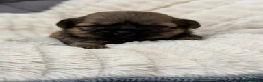 Shih Tzu 1