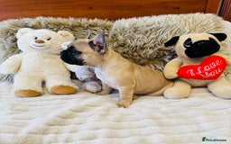 French Bulldog dogs for sale: 🏆KC registered, Standard French Bulldog Puppies🏆 - Image 10
