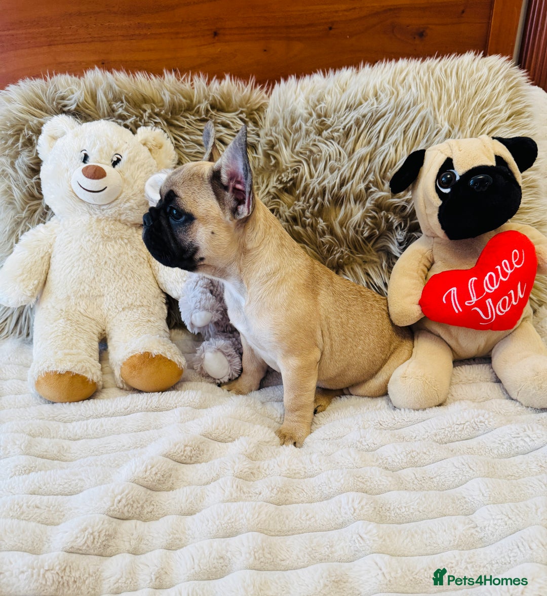 French Bulldog dogs for sale: 🏆KC registered, Standard French Bulldog Puppies🏆 - Image 10
