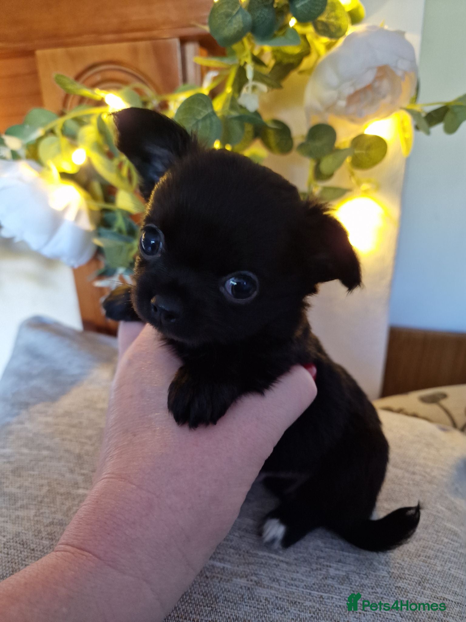 Chihuahua dogs Stunning Chihuahua Puppies Ready Soon 🐾 - Advert 17