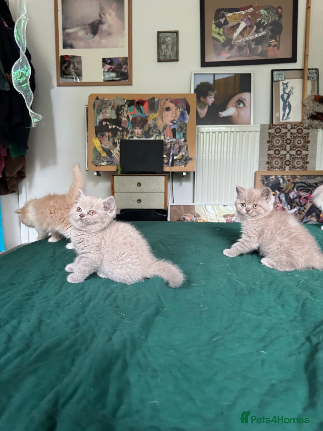 British Shorthair cats for sale: Beautiful litter of British short hair kittens - Image 6