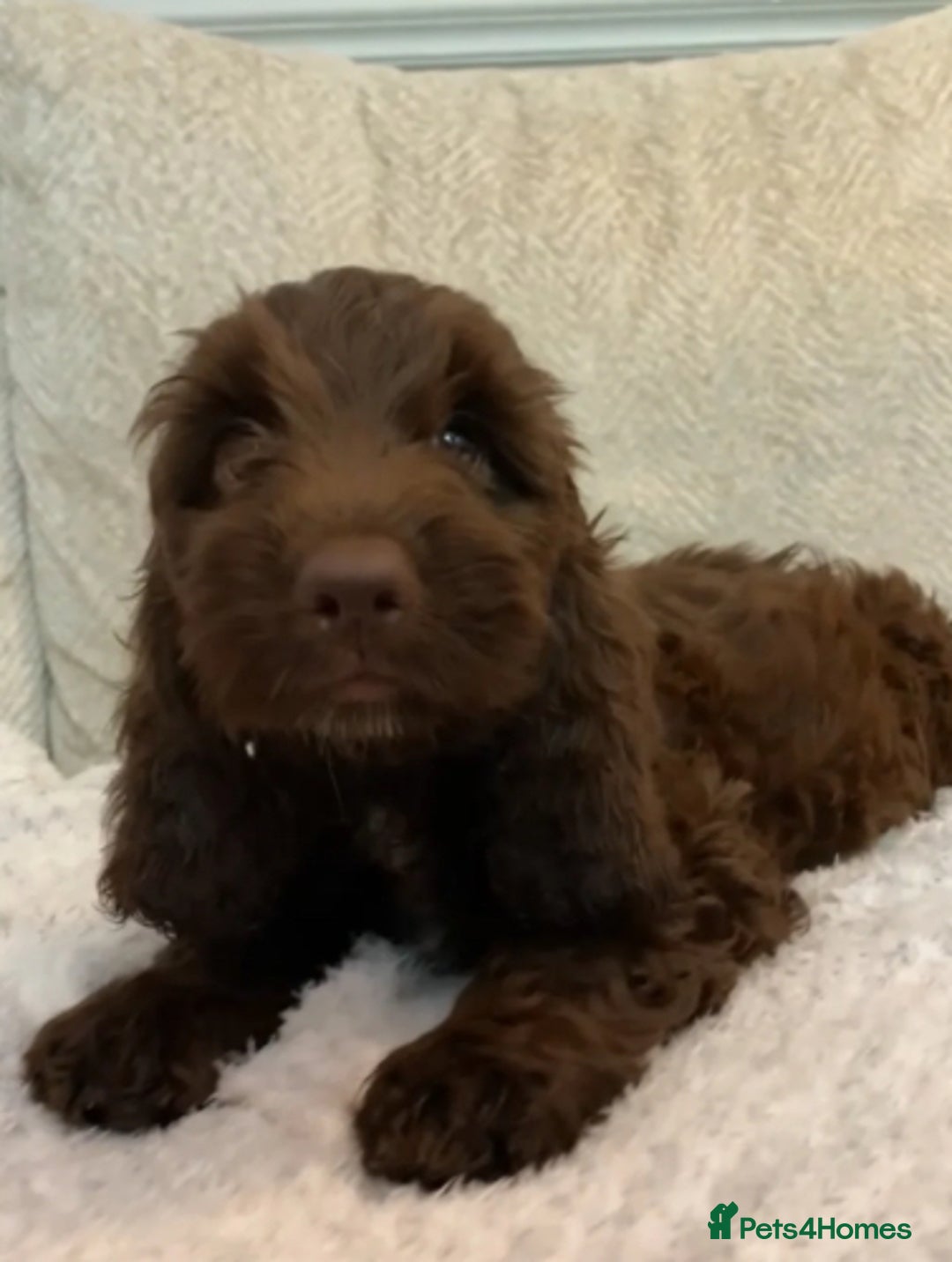 Cockapoo dogs for sale: Beautiful cockapoo  - Image 3