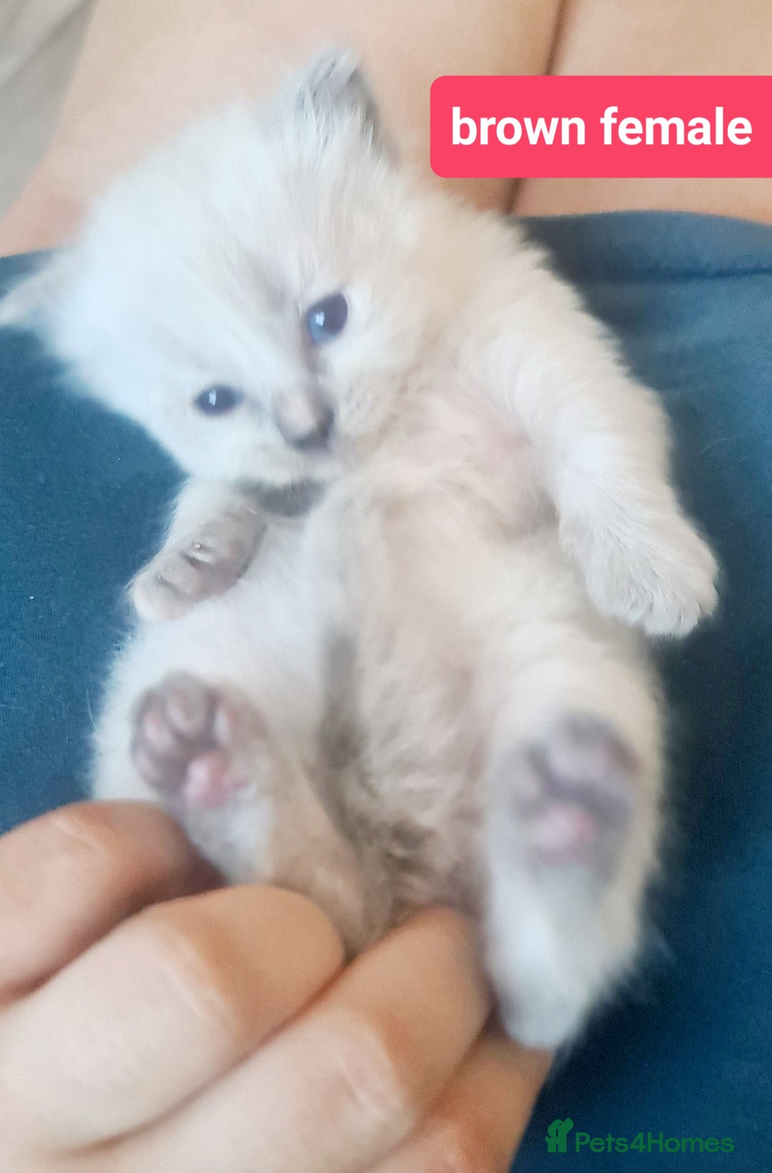 Ragdoll cats for sale: Pure ragdoll kittens - Image 17