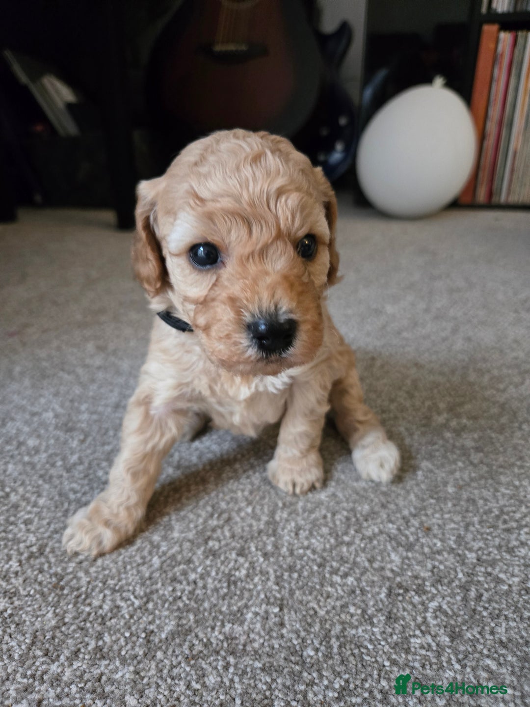 Cockapoo dogs for sale: 6 male Cockapoo puppies. Ready 13th Jan.  - Advert 2