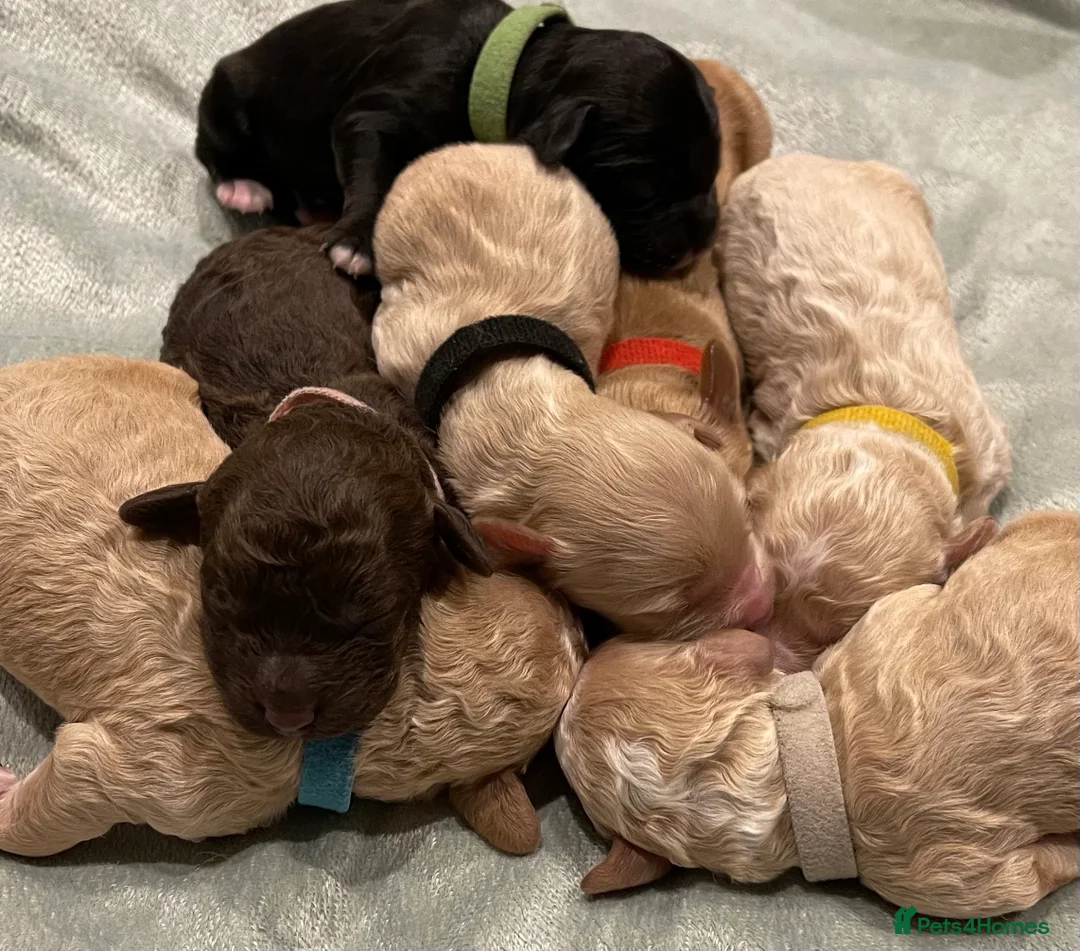 Toy Poodle dogs for stud: Stunning Sable Phantom Parti Toy Stud, DNA Tested in Market Drayton - Advert 5