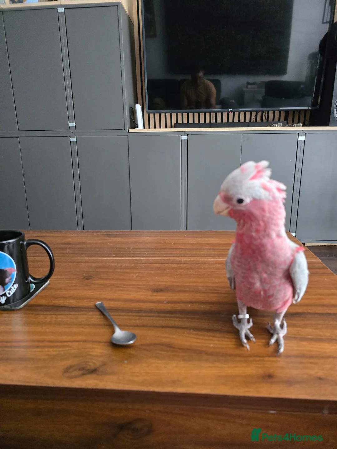 Parrots birds for sale: Galah Cockatoo Hand Reared  - Advert 1