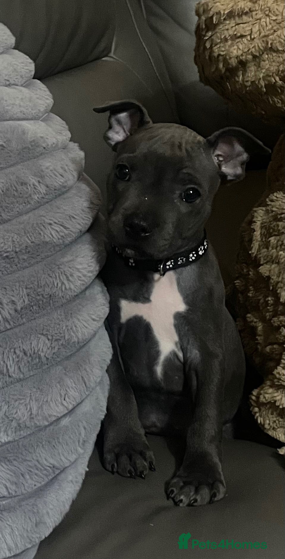 Staffordshire Bull Terrier dogs Staffordshire bull terrier puppies - Advert 9