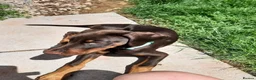 Dobermann dogs for sale: 4 Month Zi-Zi  in Paignton - Advert 4