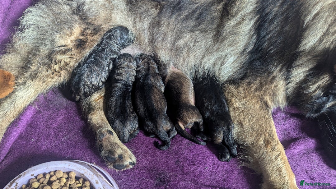German Shepherd dogs for sale: Chunky GSD pups - Image 3