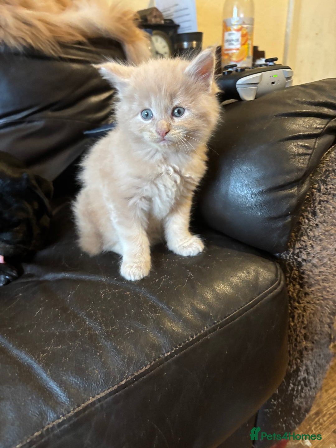 Maine Coon cats for sale: Maine coon pedigree Tica registered kittens  - Advert 18