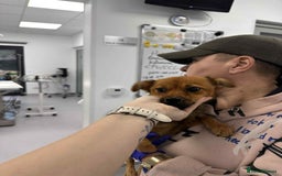 Mixed Breed dogs for adoption: Rose for adoption - Image 1