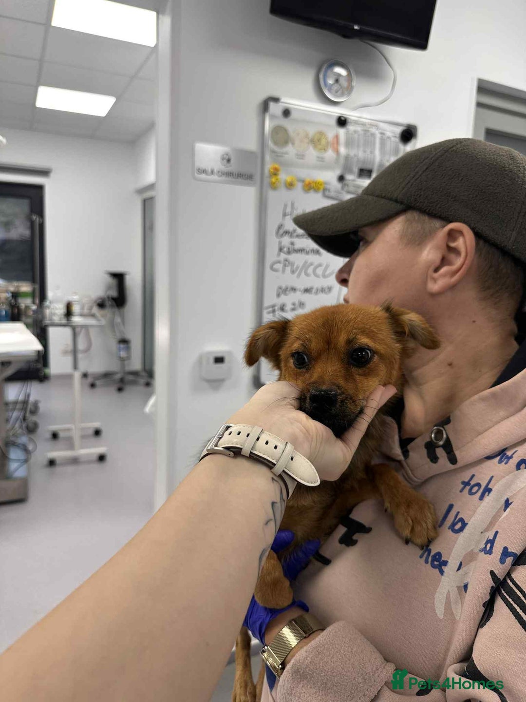 Mixed Breed dogs for adoption: Rose for adoption - Image 1