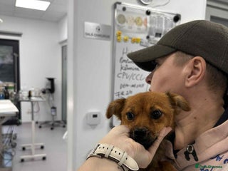 Mixed Breed dogs - Advert 3