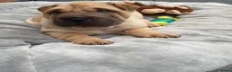 Shar Pei dogs for sale: 2 male sharpei pups - Advert 7