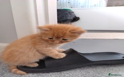 Mixed Breed cats for sale: Mixed breed Tabbies  - Image 2