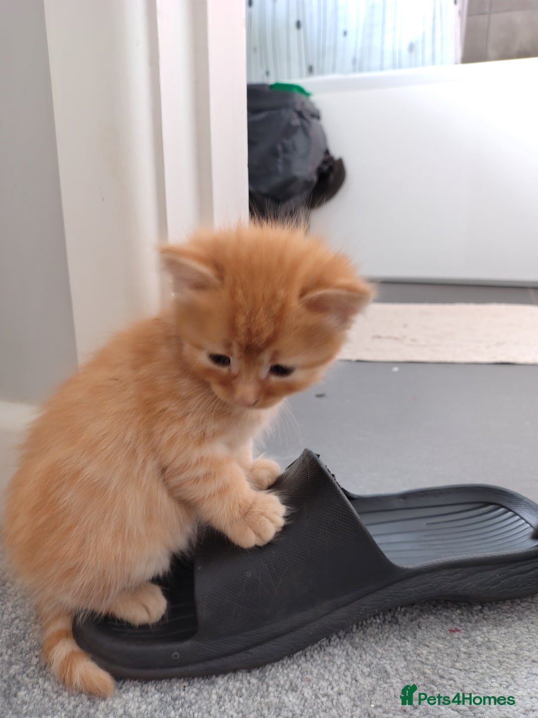 Mixed Breed cats for sale: Mixed breed Tabbies  - Image 2