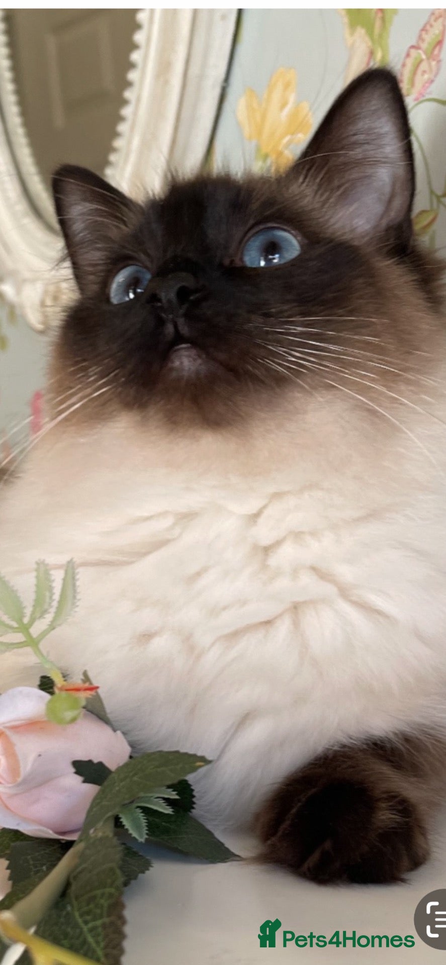 Ragdoll cats Mink girl - Advert 1