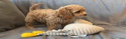 Cavapoo dogs for sale: Cavapoos Extensive DNA & Heart tested - Advert 19