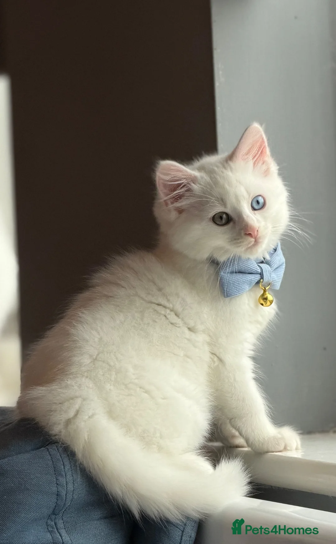 Norwegian Forest Cat cats for sale: pure white long hair mixed breed kitten in Stoke-on-Trent - Advert 3