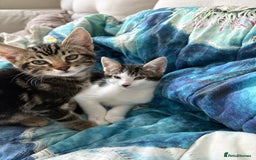 Bengal cats for sale: Two beautiful loving Boys 9 weeks old - Image 9