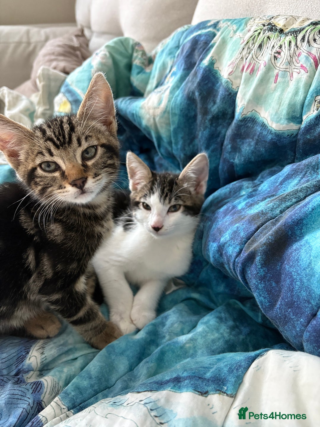 Bengal cats for sale: Two beautiful loving Boys 9 weeks old - Image 9
