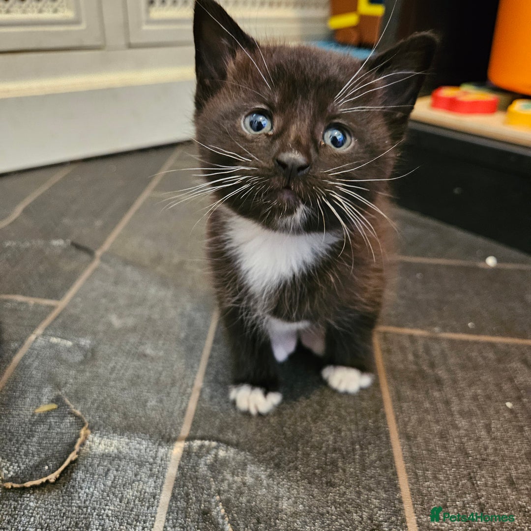 Mixed Breed cats for sale: Kittens for sale - Image 10