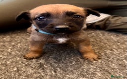 Mixed Breed dogs for sale: German Sheperd cross Lurcher Puppies - Image 5