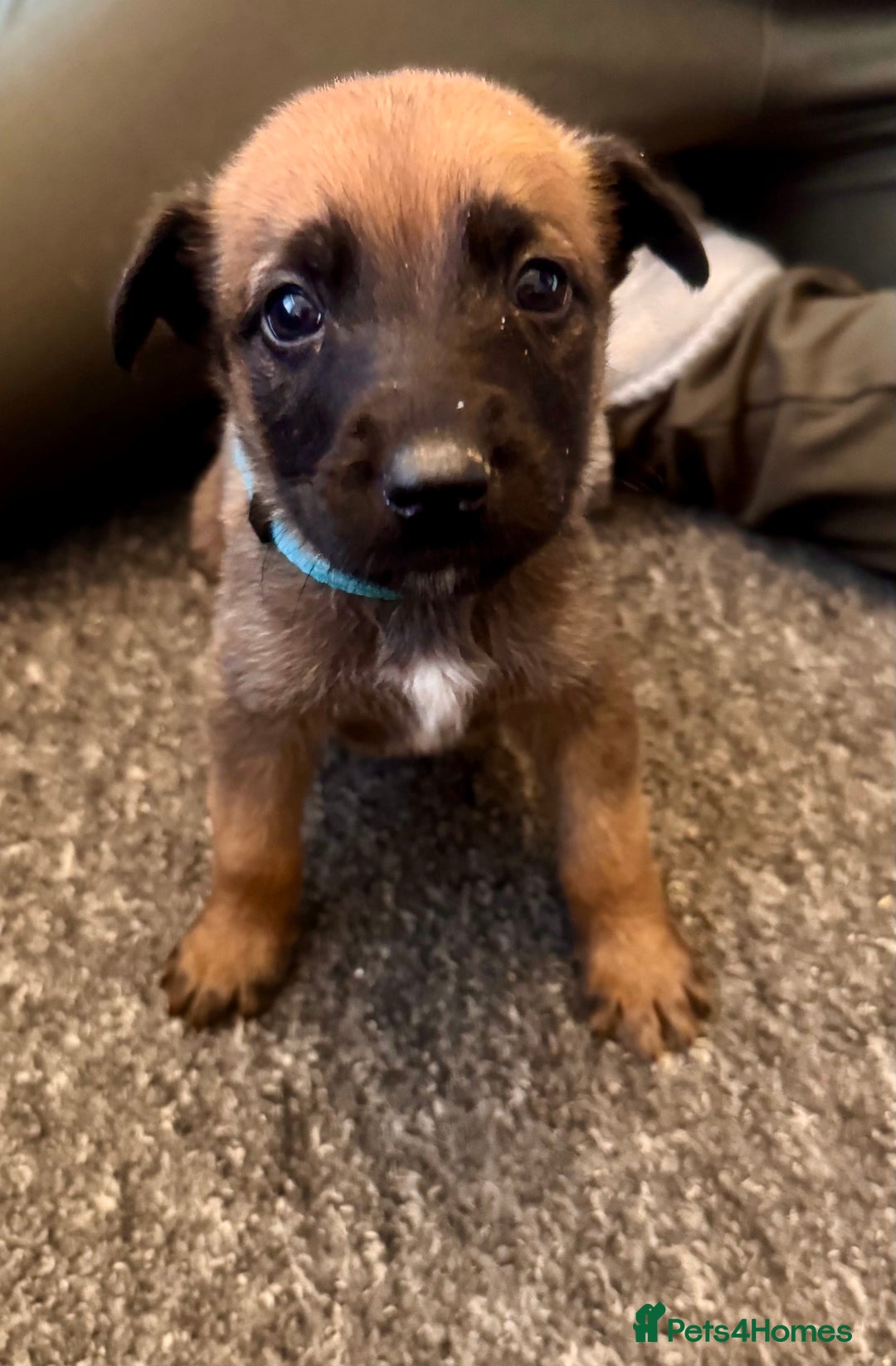 Mixed Breed dogs for sale: German Sheperd cross Lurcher Puppies - Image 5