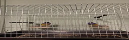 Finches birds for sale: Gouldian finch in Wednesbury - Advert 3