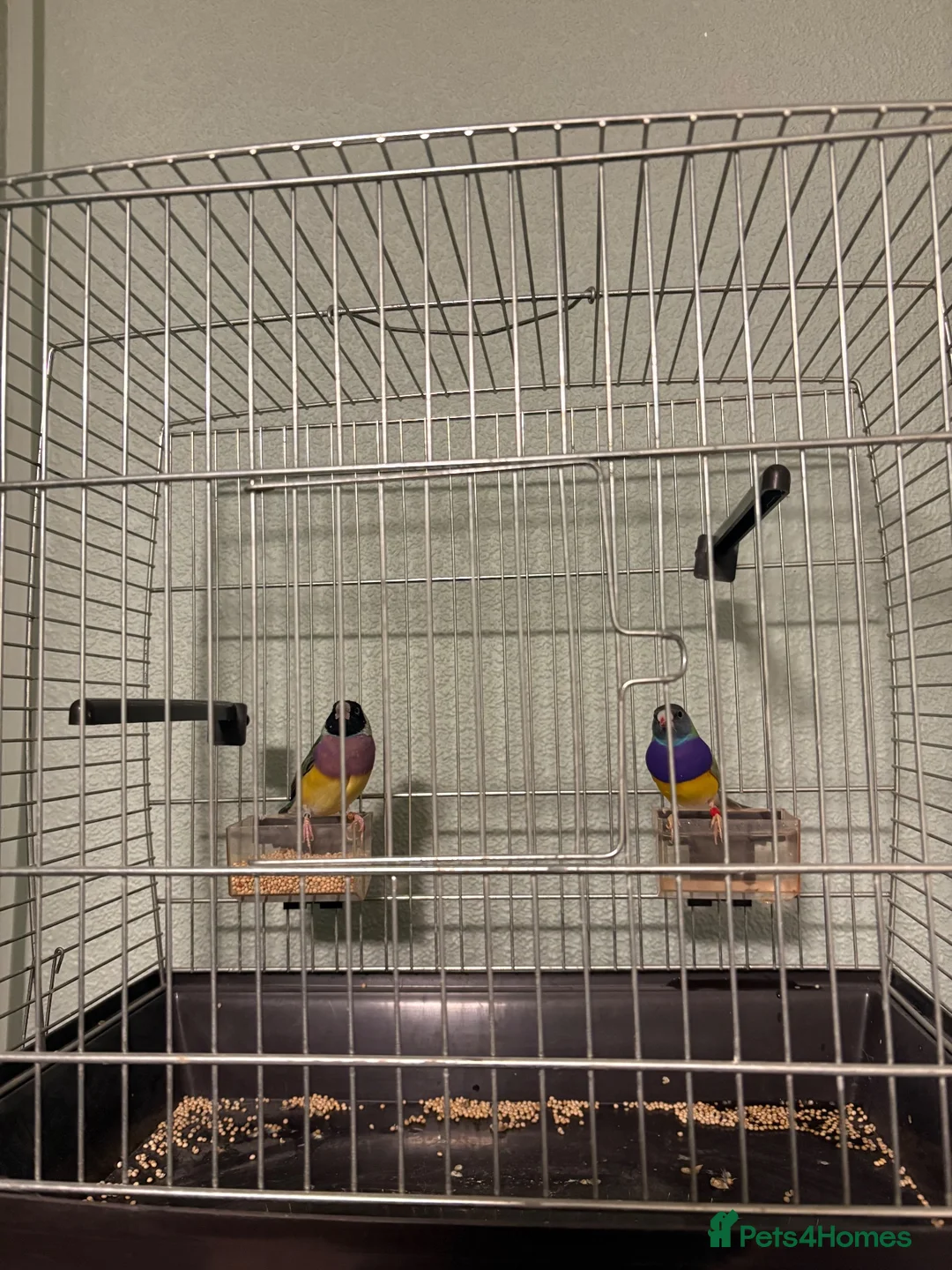 Finches birds for sale: Gouldian finch in Wednesbury - Advert 3