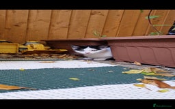 Domestic Shorthair cats for sale: Kittens in Oxford - Image 4