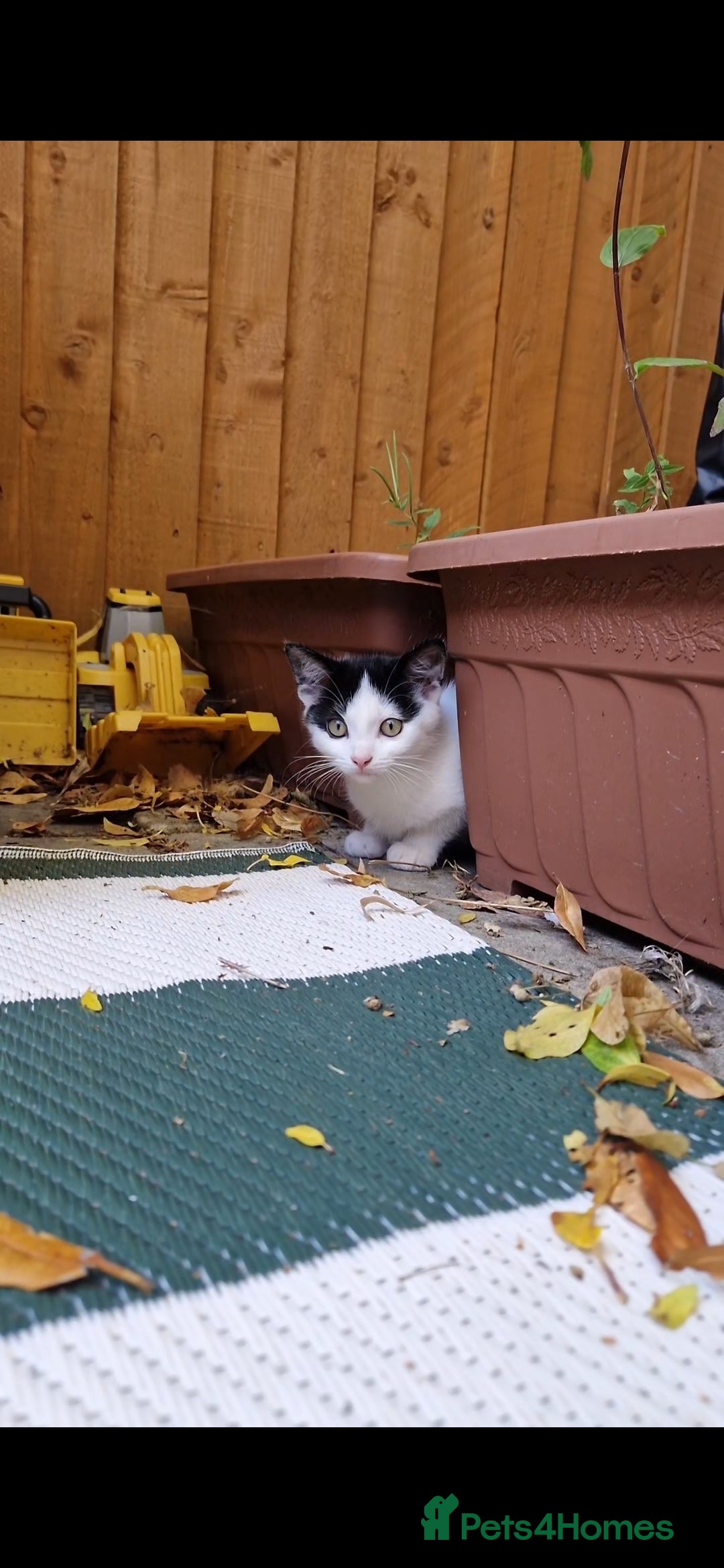 Domestic Shorthair cats for sale: Kittens in Oxford - Image 4