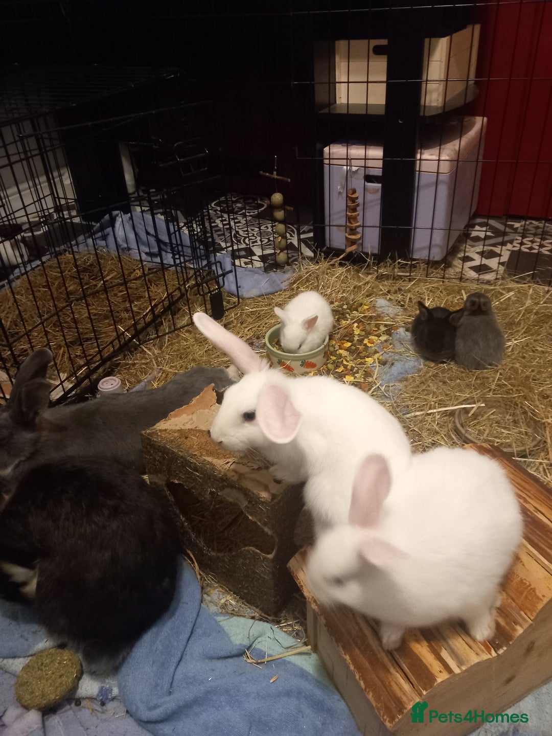 Mini Lop rabbits for sale: 9 Mixed Mini Lop Bunnies for sale - Advert 9