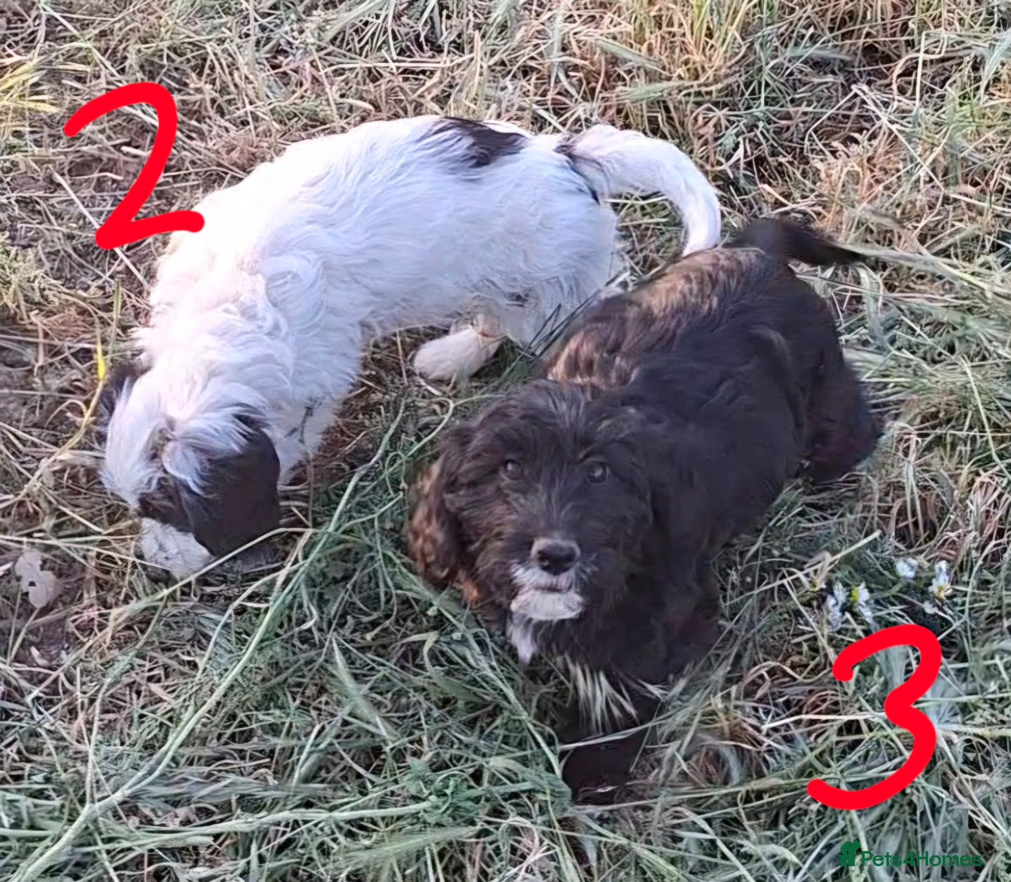 Cockapoo dogs F1 Cockapoo Pups fully vaccinated and ready to go. - Advert 9