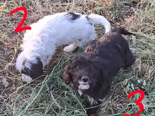 Cockapoo dogs F1 Cockapoo Pups fully vaccinated and ready to go. - Advert 9
