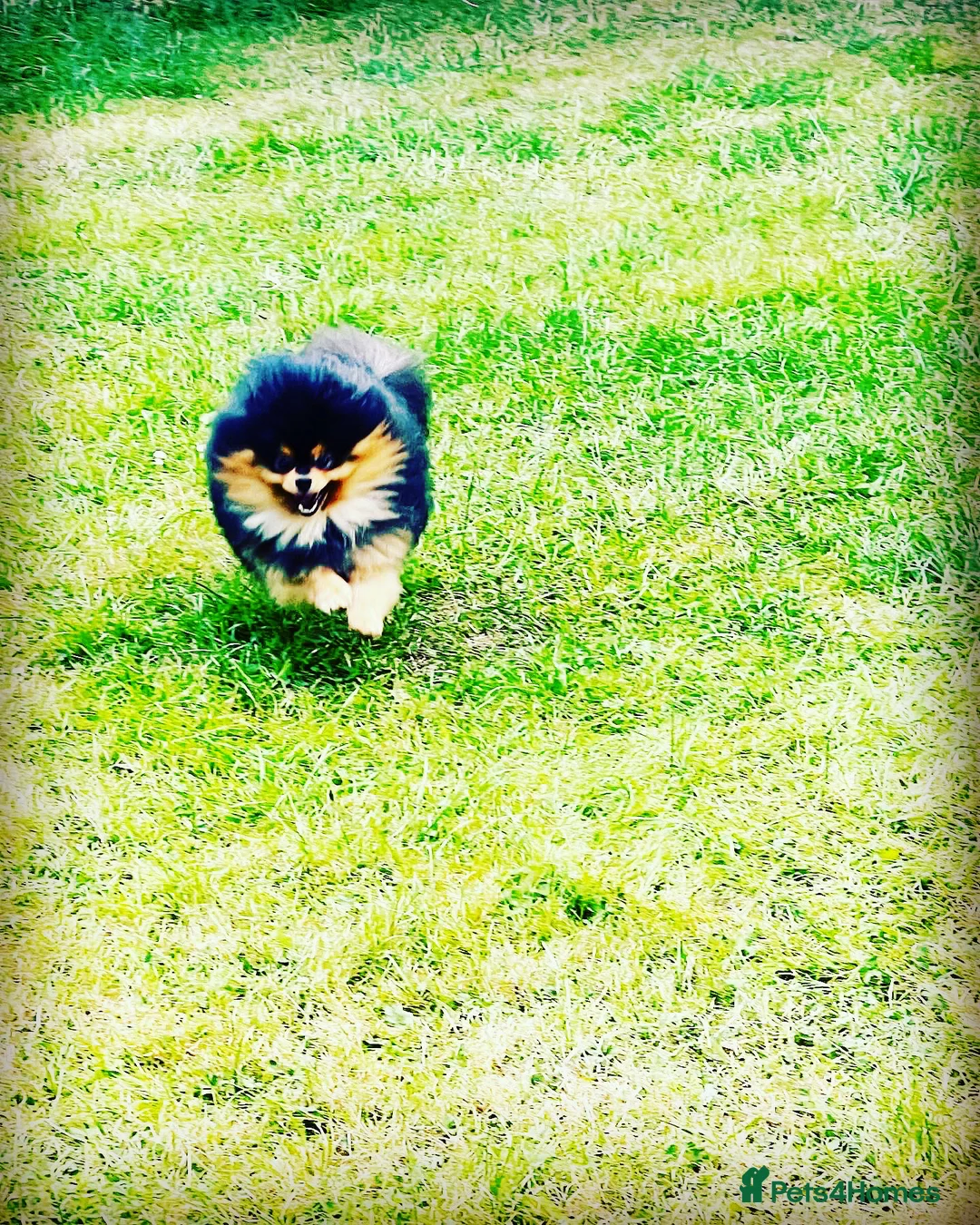 Pomeranian dogs for stud: STUNNING FENDI OPEN AT STUD 🏆CHAMPION SIRED🏆 in Grays - Advert 23