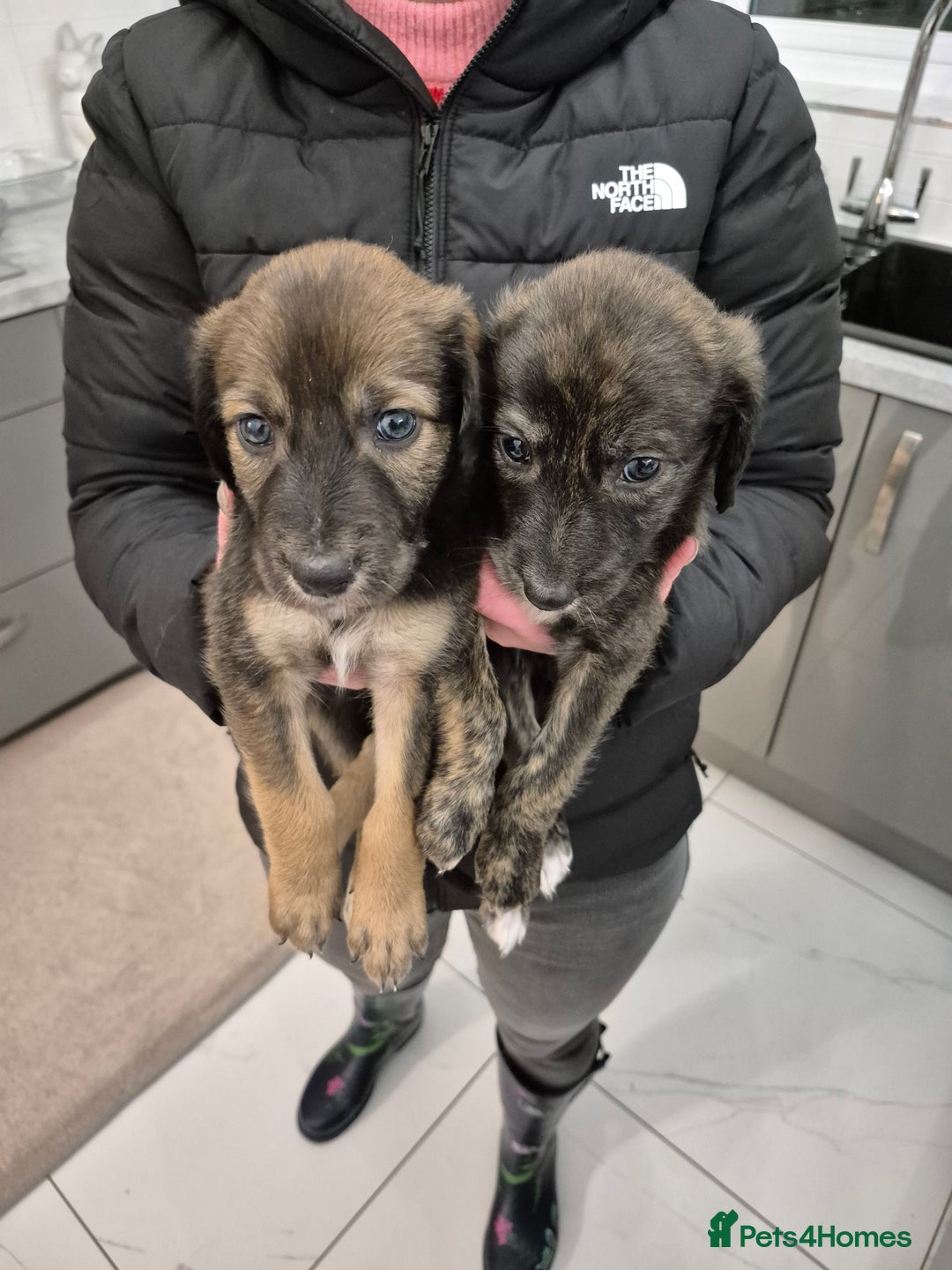 Lurcher dogs for sale: Beautiful litter of Lurcher pups - Advert 8