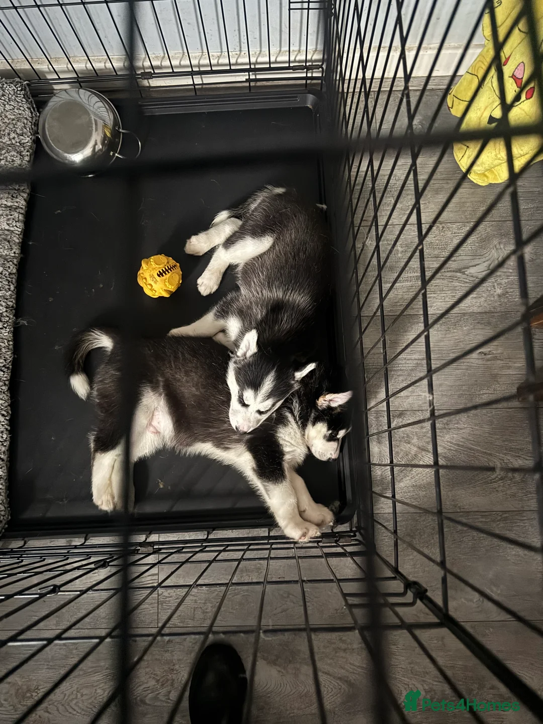 Siberian Husky dogs for sale: 2 husky pups for sale  - Advert 21