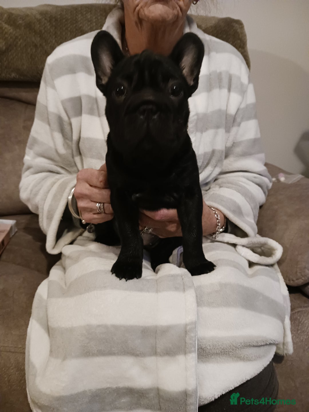 French Bulldog dogs for sale: French bull dog puppy , fluffy jean. Rope nose - Advert 3