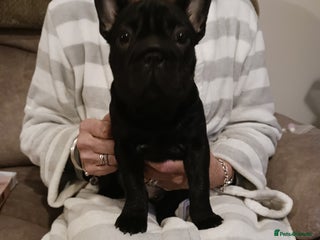 French Bulldog dogs French bull dog puppy , fluffy jean. Rope nose - Advert 5